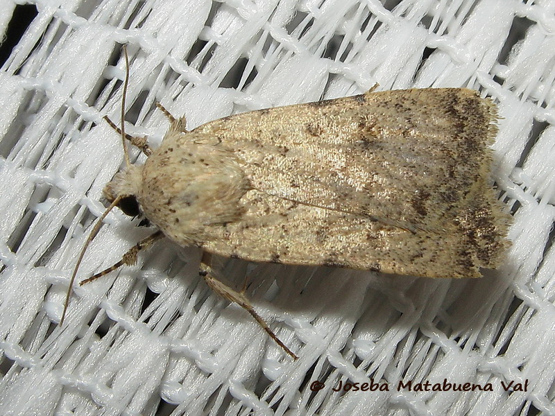 Noctuidae della fine settimana scorsa